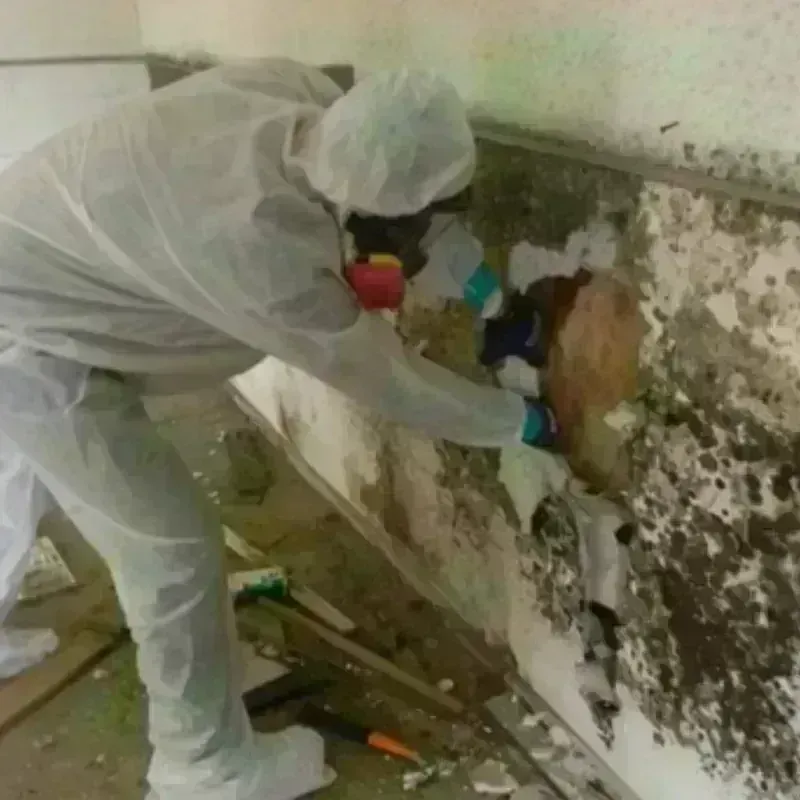 Mold Remediation and Removal in Columbus County, NC